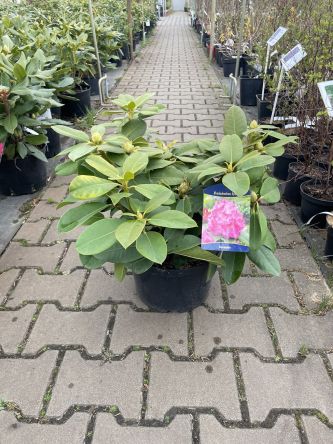 Rododendron 'Germania' - Rododendron - C7,5