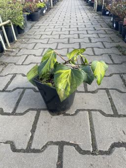 Hedera Colchica 'Sulphur Heart' - Bluszcz Kolchidzki - C2